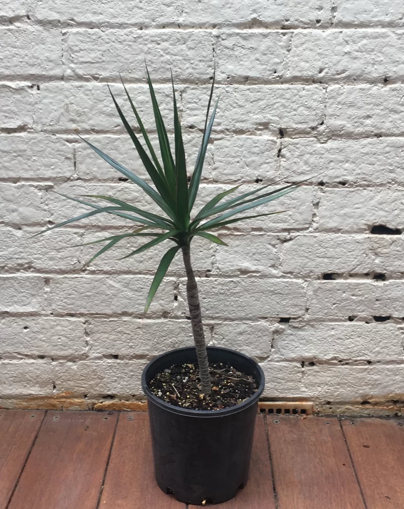 Red-Edged Dracaena