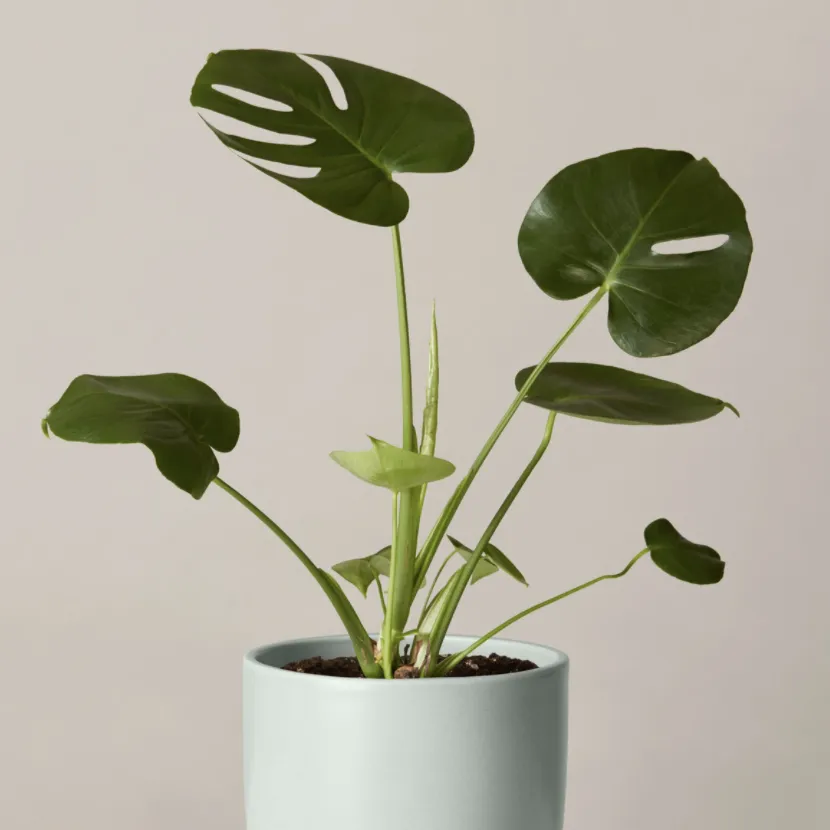 Split Leaf