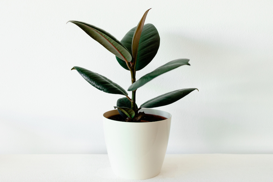Ficus Elastica