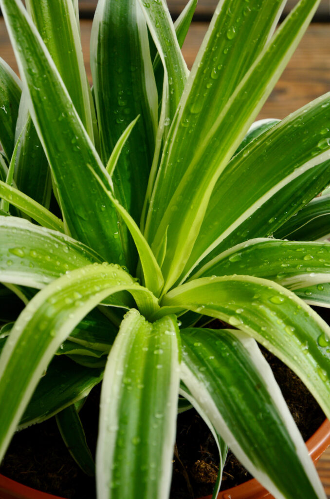 Spider Plant