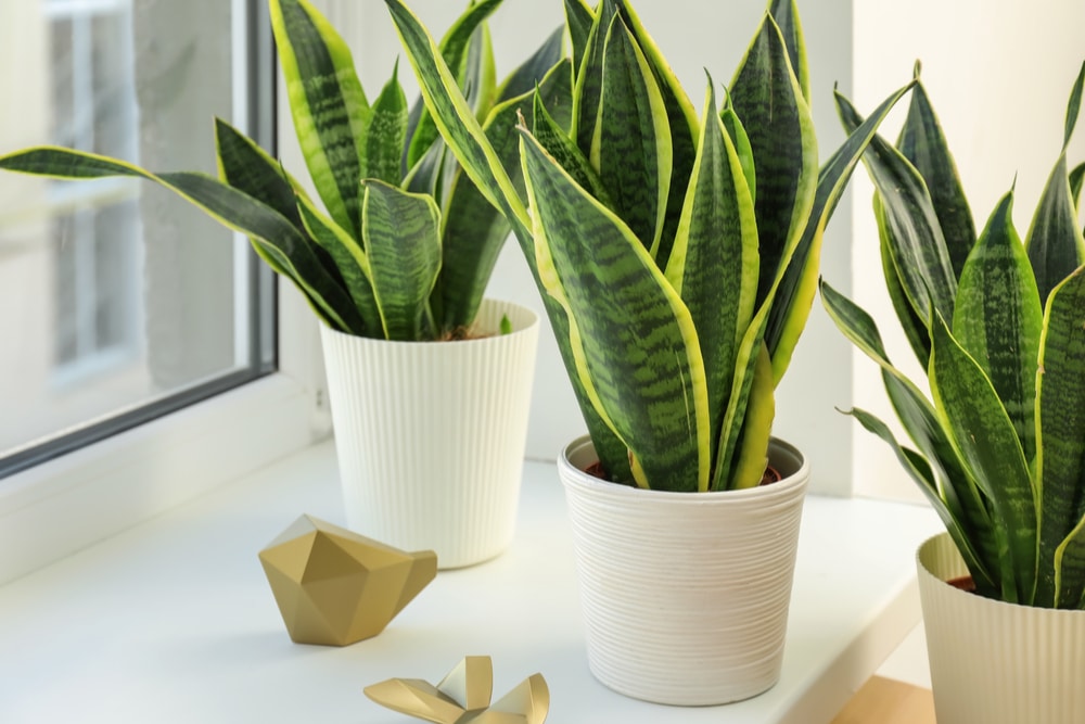 Snake Plant