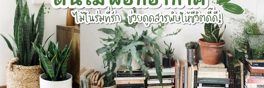 ต้นไม้ฟอกอากาศ ภูมิแพ้